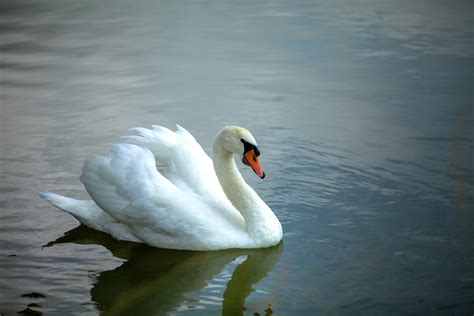 幸運 動物